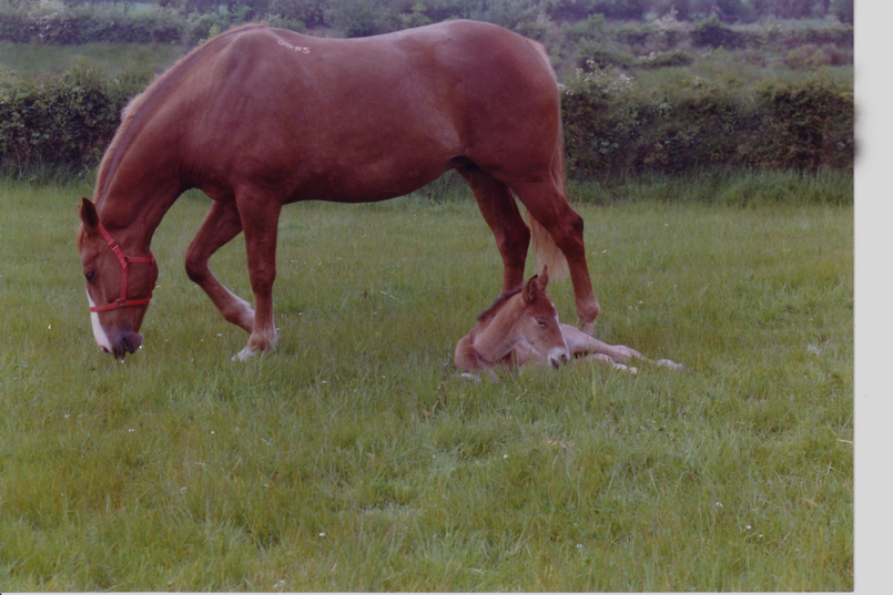 mare_n_foal